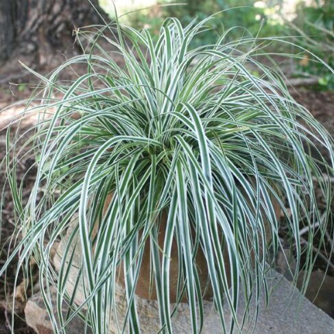 Jaunstāds - Grīslis 'Everest'